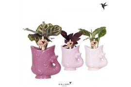 Calathea mix Kolibri Greens Calathea mix in Fish pot lila mix1 pp