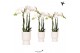 Phalaenopsis multiflora wit Kolibri Orchids Phalaenopsis white 3 spike 