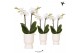 Phalaenopsis multiflora wit Kolibri Orchids Phalaenopsis white 2 spike 