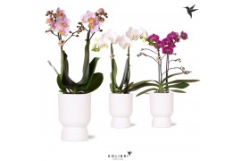 Phalaenopsis mix Kolibri Orchids Phalaenopsis mix 2 spike in Diabolo p