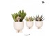 Succulenten mix Kolibri Greens Succulenten mix in Gummy pot travertine 
