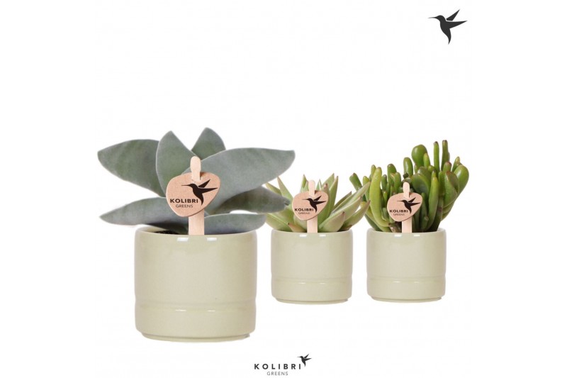 Succulenten mix Kolibri Greens Succulenten mix in Pastel pot green1 pp 