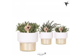 Rhipsalis mix Kolibri Greens Rhipsalis mix in Lush pot gold1 pp