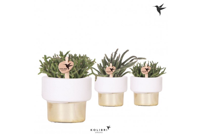 Rhipsalis mix Kolibri Greens Rhipsalis mix in Lush pot gold1 pp 