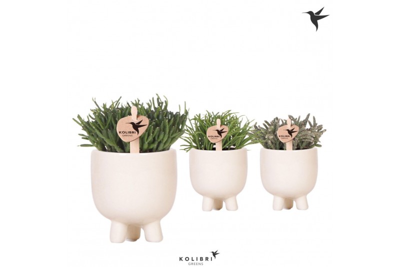 Rhipsalis mix Kolibri Greens Rhipsalis mix in Gummy pot travertine1 pp 