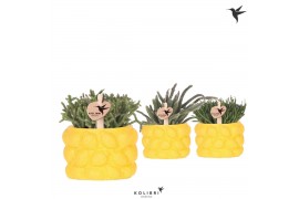 Rhipsalis mix Kolibri Greens Rhipsalis mix in Citrus pot yellow1 pp