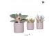Succulenten mix Kolibri Greens Succulenten mix in Pearl pot blue green 