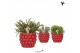 Rhipsalis mix Kolibri Greens Rhipsalis mix in Berry pot1 pp 