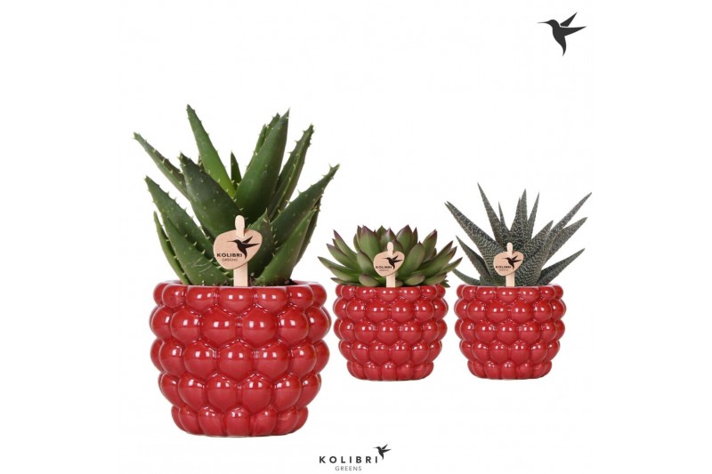 Succulenten mix Kolibri Greens Succulenten mix in Berry pot1 pp 