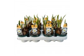 Narcissus (jonquilla and apodanthus grp) pue Narcis Pueblo 9 cm. pot v