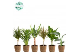 Kamerplanten mix Groen Mix kamerplanten p14 in GABY mand 1 pp