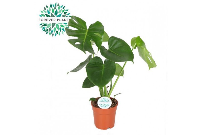 Monstera deliciosa Monstera Deliciosa PEAT FREE p17 1 pp 