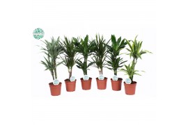 Kamerplanten mix Groenmix Barbosa p17 1 pp
