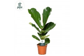 Ficus lyrata Ficus Lyrata p17 (Air so Pure) 1 pp