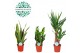 Kamerplanten mix Groen Mix Easy Care p17 1 pp 