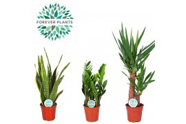 Kamerplanten mix Groen Mix Easy Care p17 1 pp