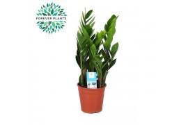 Zamioculcas zamiifolia Zamioculcas p17 6 tak/plnt