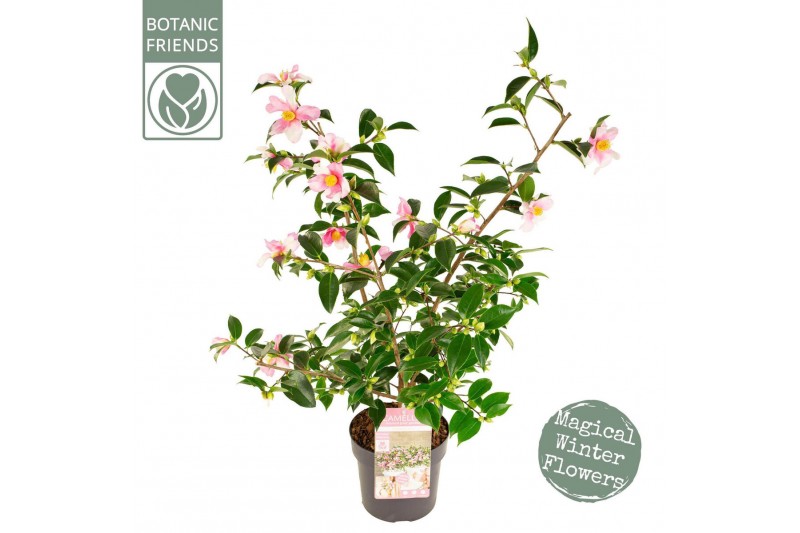Camellia japonica Camellia sas. Strawberry Swirl Premium25 bl. 