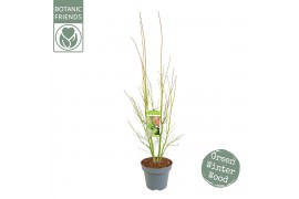 Acer palmatum Acer palm. Going Green® C14 struik