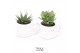Succulenten TRULY succulent, Penguin pot White1 pp 