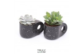 Succulenten TRULY succulent, Penguin pot Black1 pp