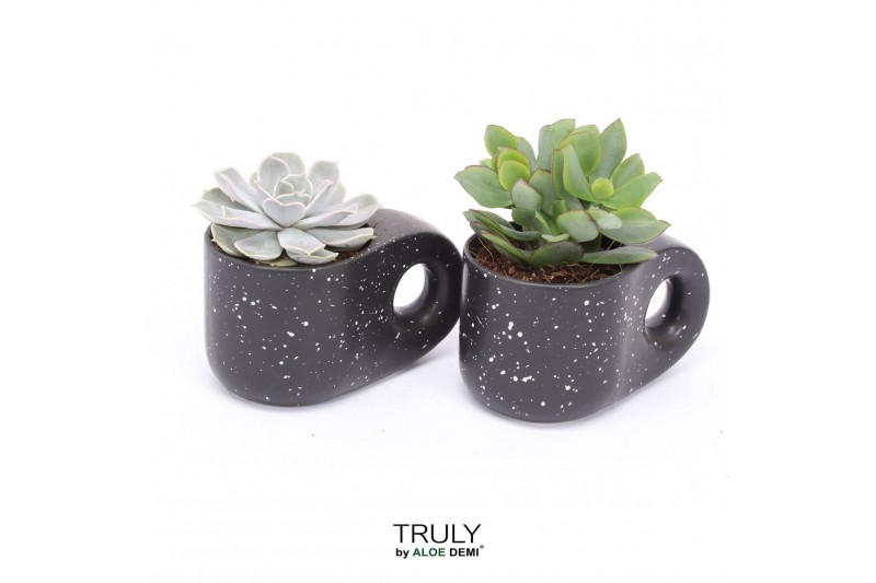 Succulenten TRULY succulent, Penguin pot Black1 pp 