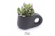 Succulenten TRULY succulent, Penguin pot Black1 pp 
