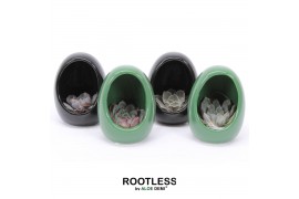 Arrangementen succulenten ROOTLESS Echeveria, Egg Colour gold1 pp