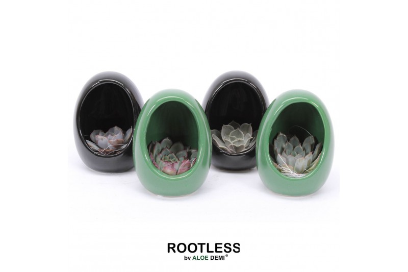 Arrangementen succulenten ROOTLESS Echeveria, Egg Colour gold1 pp 