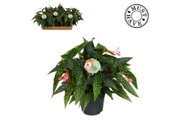 Begonia maculata double dot Maculata Double Dot MUST HAVE5 pp