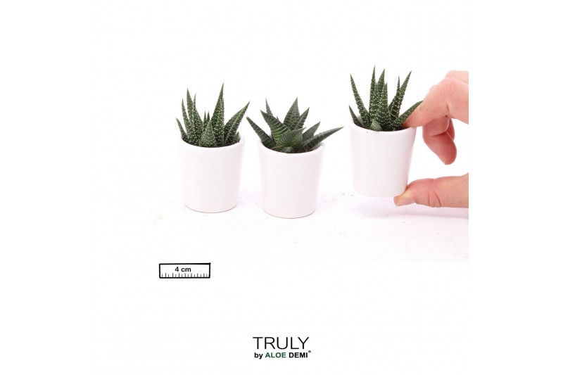 Arrangementen succulenten TRULY Succulent, White pot minipp 1 pp 