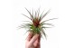 Tillandsia Tillandsia Rainforest Red Large1 bl. 