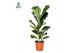 Ficus lyrata Ficus Lyrata p21 (Air so Pure) 1 pp 