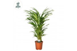 Dypsis lutescens Dypsis Lutescens p21 (Areca) (Air so Pure) 25 pp
