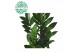 Zamioculcas zamiifolia Zamioculcas p21 8 tak/plnt 