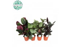Calathea mix Calathea Gemengd p21