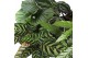 Calathea mix Calathea Gemengd p21 