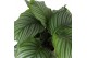 Calathea orbifolia Calathea Orbifolia p21 