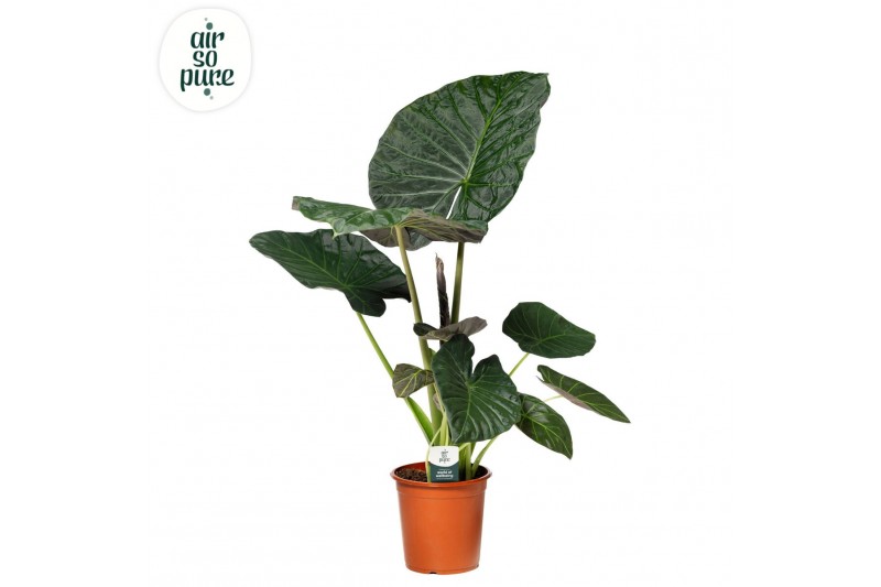 Alocasia regal shields Alocasia Regal Shield p24 3 pp 