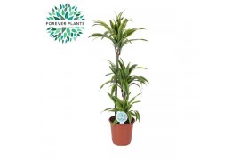 Dracaena fragr. der. lemon lime Dracaena Lemon Lime p24, 75+30+10 3 pp