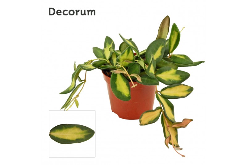 Hoya burtoniae Hoya 9 cm Burtoniae variegata Decorum 2.5 - 4.9  cm 1 p 