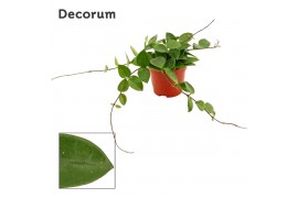 Hoya Hoya 9 cm CV Chouke (Decorum) 5.0 - 7.4  cm 1 pp