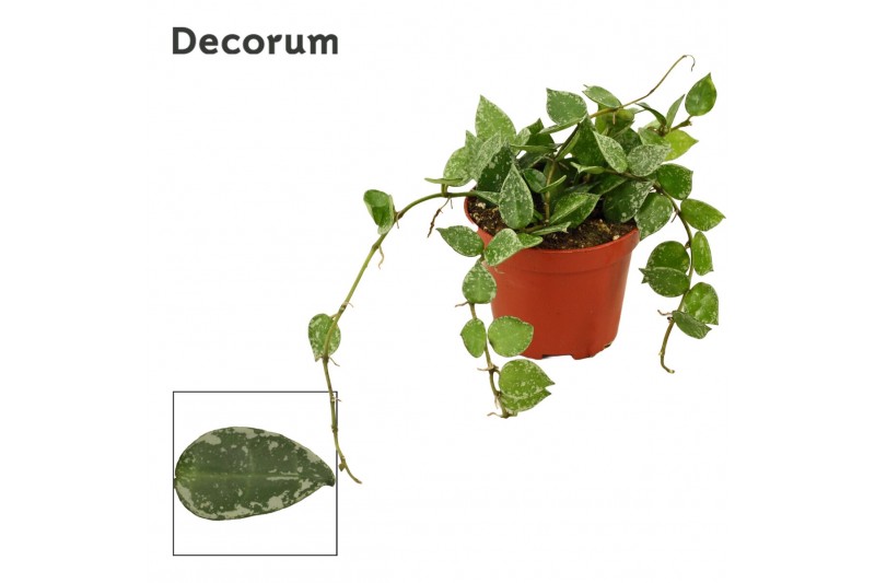 Hoya krohniana splash Hoya krohniana 9 cm Splash (Decorum) 5.0 - 7.4   