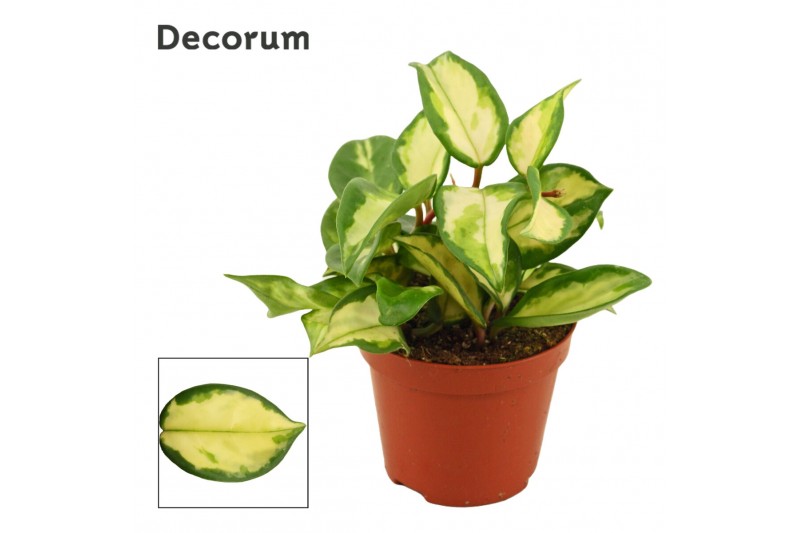 Hoya carnosa tricolor Hoya carnosa 9 cm Tricolor (Decorum) 5.0 - 7.4   