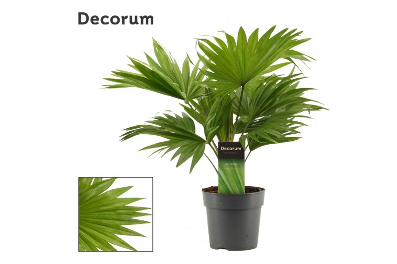Livistonia rotundifolia Livistona Rotundifolia 12cm(Decorum) 1 pp 
