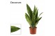 Sansevieria trifasciata Sansevieria Aubrytiana Graylin 14 cm (Decorum) 
