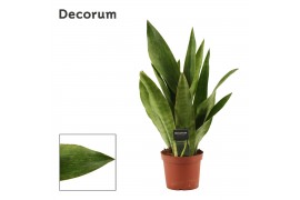 Sansevieria trifasciata Sansevieria Aubrytiana Graylin 14 cm (Decorum)