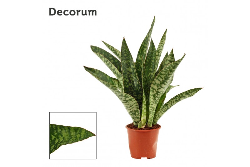 Sansevieria trifasciata Sansevieria Aubrytiana Jaboa 14 cm (Decorum) 
