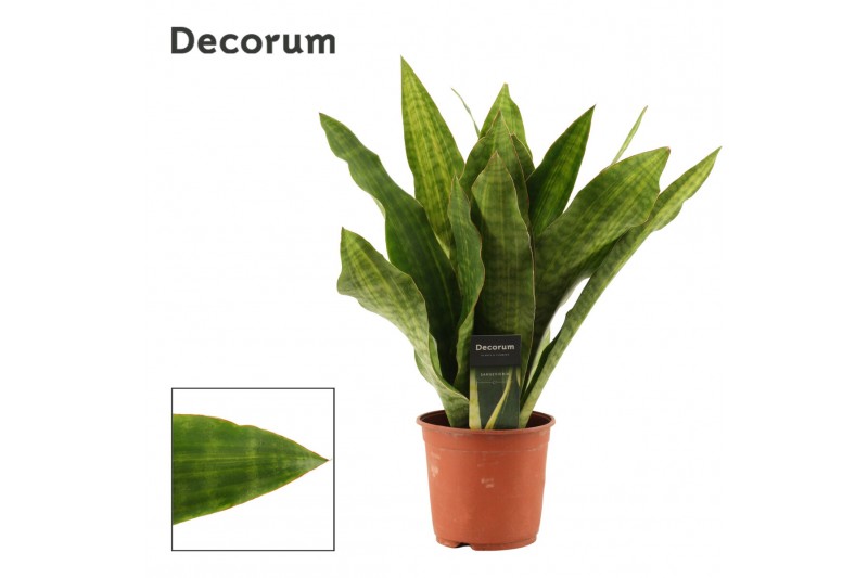 Sansevieria trifasciata Sansevieria Aubrytiana Nite Lite 14 cm (Decoru 