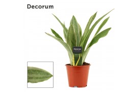 Sansevieria trifasciata Sansevieria Aubrytiana Sayuri 14 cm (Decorum)